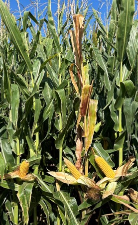 Plant showing symptoms of corn stunt. Photo taken in Pratt County in 2024